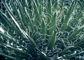 Cathy Bolding, Yucca Camerosana, 2002, hand woven jacquard, 34 x 47 inches