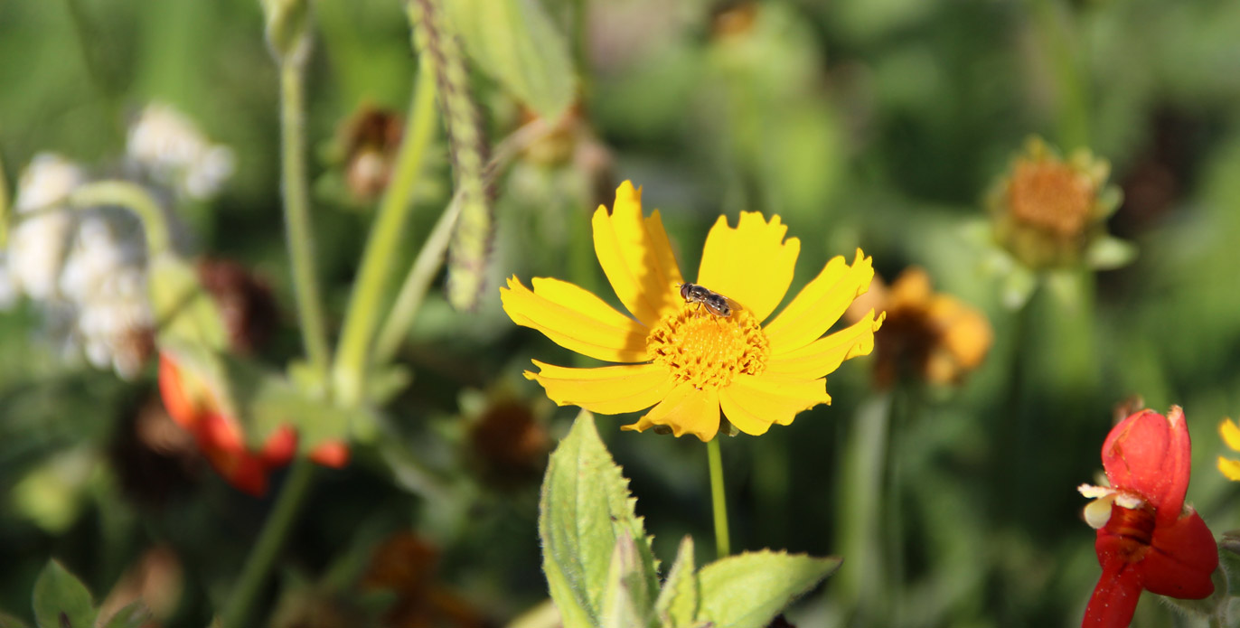 image of bee on flower